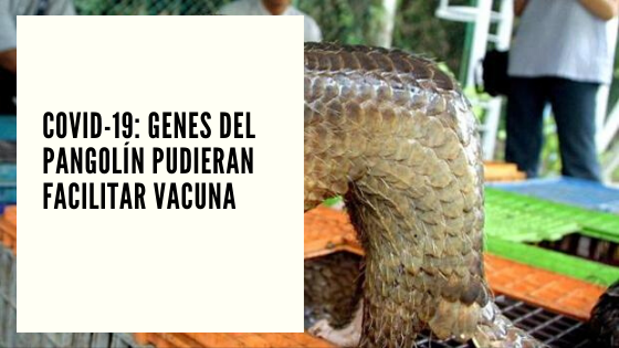 pangolín Mariano Aveledo Permuy CHF ADVISORS NOTICIAS MAYO 11 - Covid-19 Genes del Pangolín pudieran facilitar vacuna